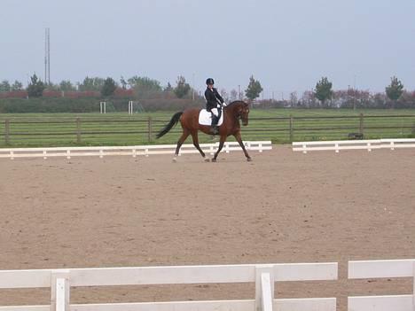 Anden særlig race Charlie (SOLGT) - dressur stævne igen billede 8