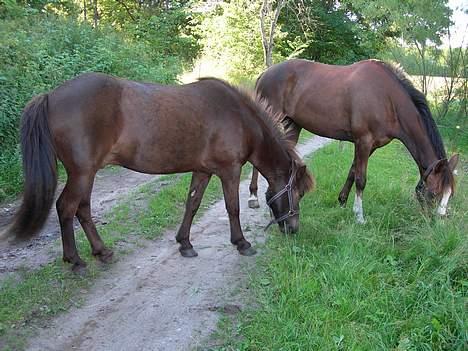 Islænder Ægir fra Dalsmynni *mors* - ægir ig cyprana der græsser billede 4