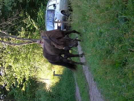 Islænder Ægir fra Dalsmynni *mors* - Ægir i sommerhus billede 5