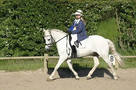 New Forest Odbjergs Pikant-solgt - versade, opvarmning til horse show 2005 billede 4