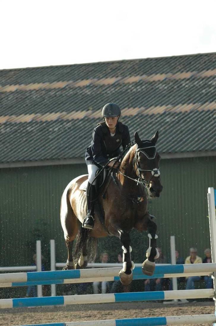 Dansk Varmblod Kløvers Luna billede 4