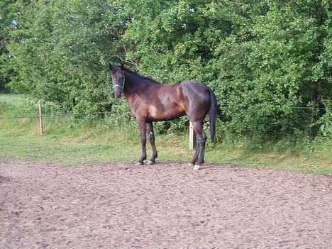 New Forest Navarra Død - kigge.. inden hun skulle løs springe billede 6
