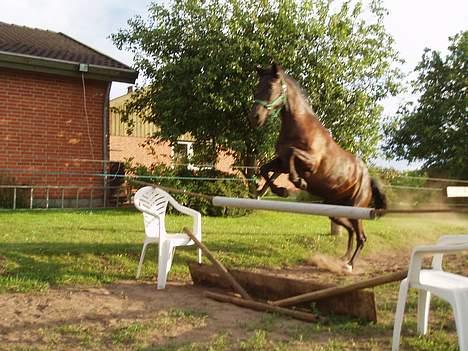 New Forest Navarra Død - wee jeg flyver jeg flyver:) billede 7