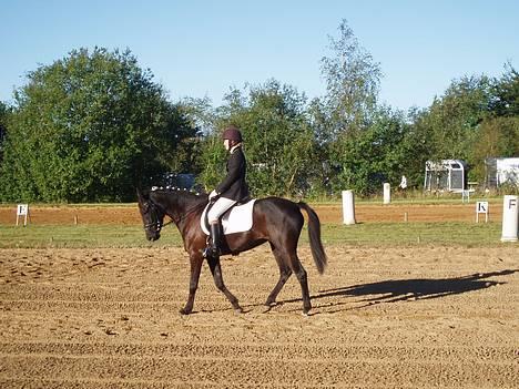 New Forest Navarra Død - til stævne red lc1. billede 8