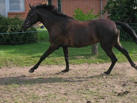 New Forest Navarra Død - hopla! billede 9