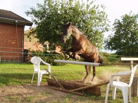 New Forest Navarra Død - hoppe hoppe hoppe! billede 10