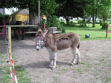 Anden særlig race mogens - jeg er altså ved at blive træt nu..  billede 4