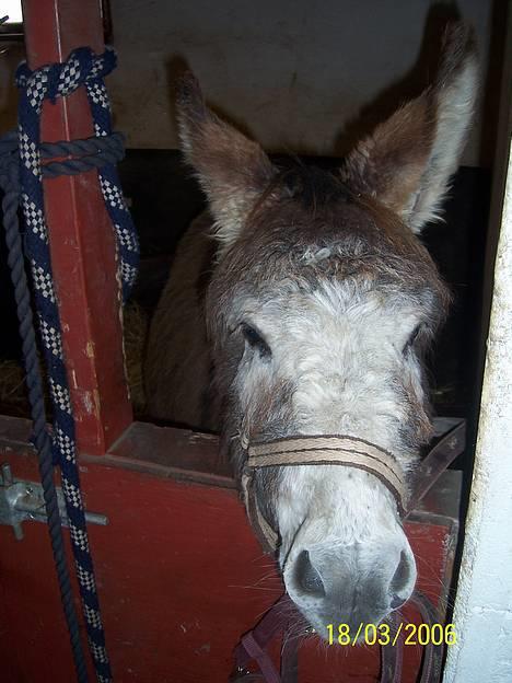 Anden særlig race mogens - HAlllo tag et billed af Zandra ikke krumme.  billede 6