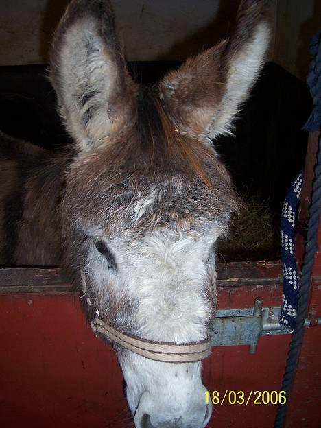 Anden særlig race mogens - hallo. ja det mig igen. .=) billede 7