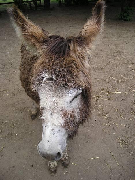 Anden særlig race mogens billede 8