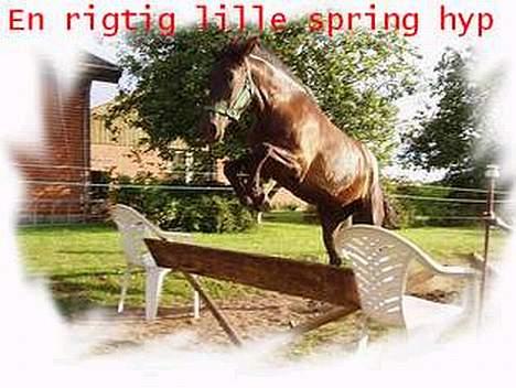 New Forest Navarra Død billede 12