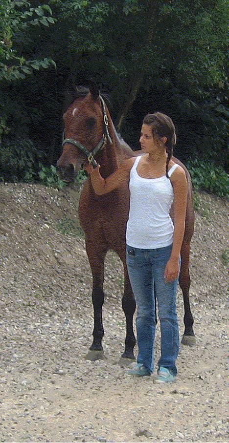 Hollandsk Sportspony Sjanoe - solgt - sidste dag og et sidste farvel til Sjanoe <3 billede 20