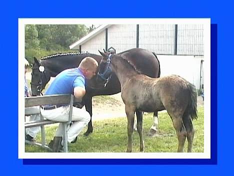 DSP Ahorns Top Way - min menneske far er nu sød billede 10