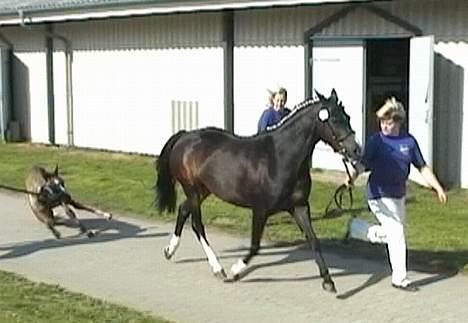 DSP Ahorns Top Way - Min Mor til kåring i DSP, ups, hvad sker der?? billede 11