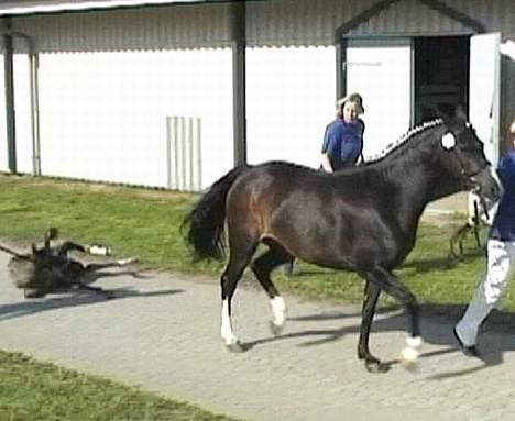 DSP Ahorns Top Way - av, av jeg faldt billede 12