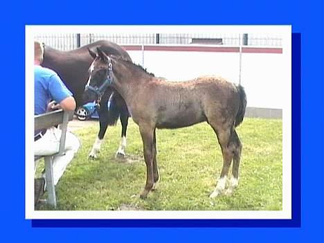 DSP Ahorns Top Way - Det er bare mig billede 13