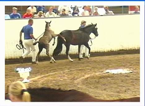 DSP Ahorns Top Way - Nu gider jeg ikke mere, jeg vil på marken og lege med Tasara, så mor får lige en sparker. billede 14