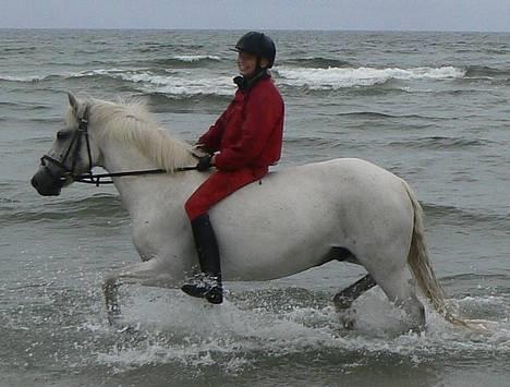 New Forest Odbjergs Pikant-solgt - Det var tider <33 Kun pikant opfører sig så pænt ved vandet <3 Jeg elsker denne pony over alt på denne jord, se lige hvor gryff han er.. <333 billede 6
