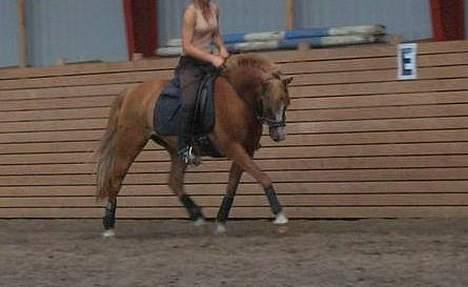 New Forest Casanova (SOLGT) billede 11