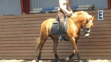 New Forest Casanova (SOLGT) billede 12