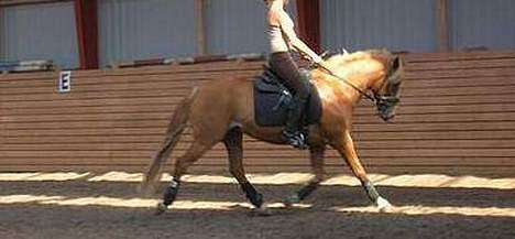 New Forest Casanova (SOLGT) billede 13