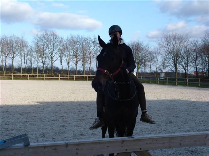 Dansk Varmblod Kløvers Luna billede 5