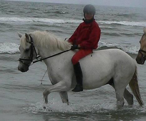 New Forest Odbjergs Pikant-solgt - Stranden d. 2. august 2006 billede 8