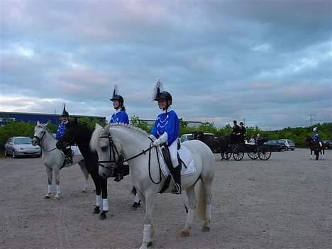 New Forest Odbjergs Pikant-solgt - venter spændt på at komme ind, og vise hvad jeg kan!!! billede 9