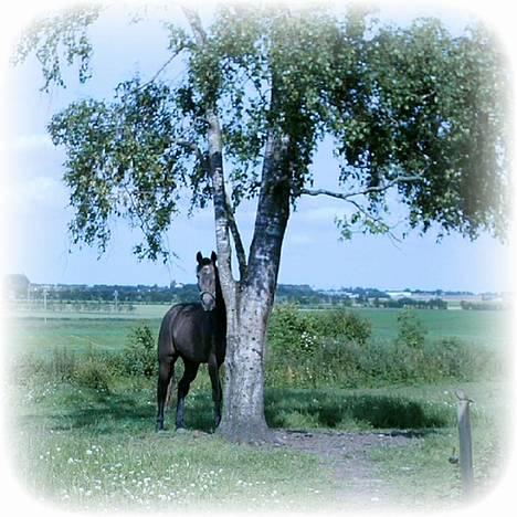 Anden særlig race Moon Shadow *SOLGT* - Halløj - hvem der??............. . Vrinsk......... billede 1