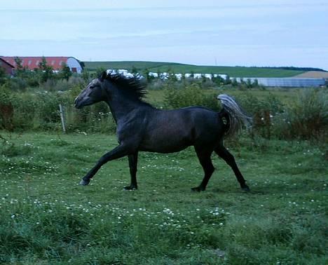 Anden særlig race Moon Shadow *SOLGT* - dejlig galop!! billede 3