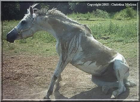 Arabisk fuldblod (OX) Amigo OX1759 - Øøøj, min bagperron er blevet lidt tung her på det seneste... billede 16