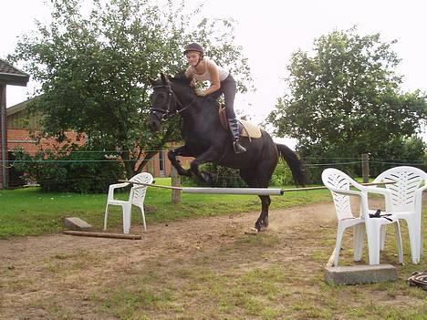 New Forest Navarra Død billede 13