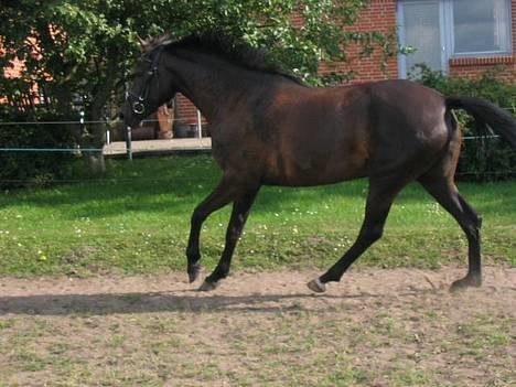 New Forest Navarra Død - mine hænder..ups..! billede 14