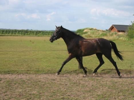 New Forest Navarra Død billede 15