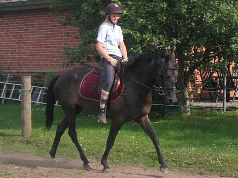 New Forest Navarra Død billede 17