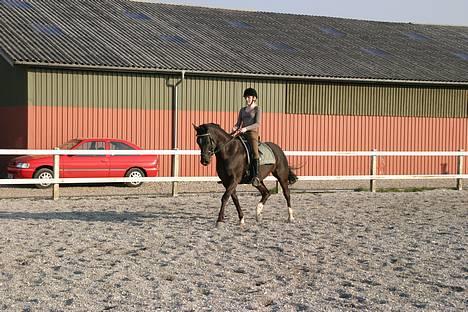 Tysk Sportspony Starlight <3 *Tøsen* *solgt* - Nyt! fra den 3. April billede 11