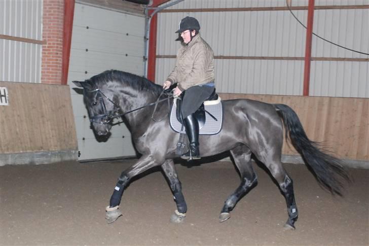 Dansk Varmblod Miss Melanie - Nr. 7. De første billeder af Mirl og mig billede 7