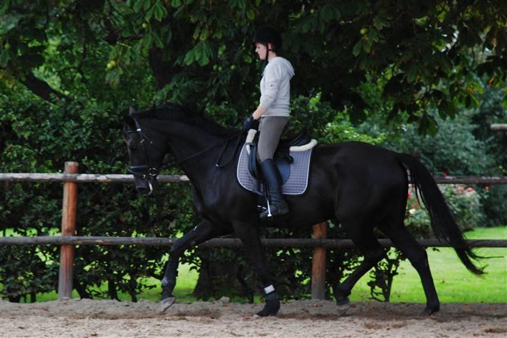 Dansk Varmblod Miss Melanie - Nr. 8. Pernille og Miss M. efter ca. 14 dages ridning billede 8