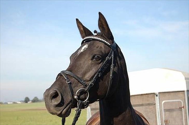 Tysk Sportspony Starlight <3 *Tøsen* *solgt* billede 12