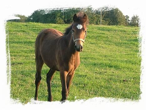 Anden særlig race Miss Katie  billede 14