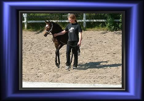 Anden særlig race Miss Katie  billede 15