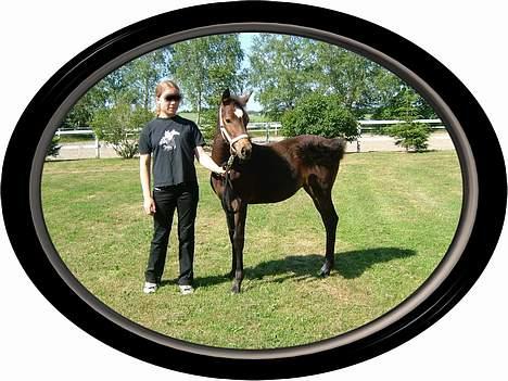 Anden særlig race Miss Katie  billede 16