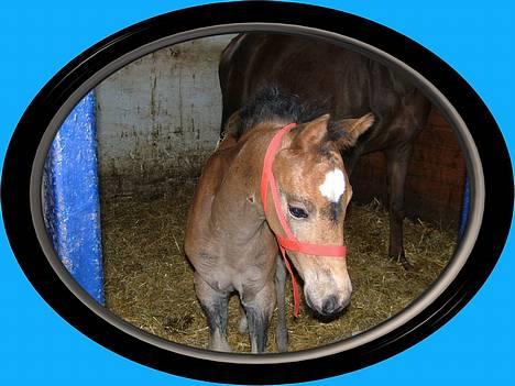 Anden særlig race Miss Katie  billede 17