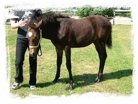 Anden særlig race Miss Katie  billede 18
