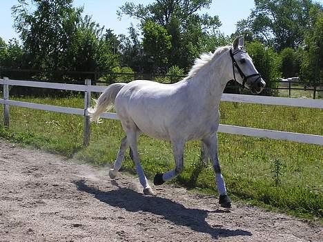 Shagya Araber (SH) koheil Barthahus<3 - trave trave..:Phan er bare så smuk 13/7 billede 12