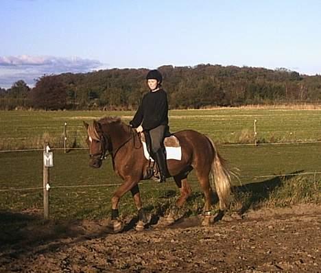 New Forest Labbenhus Peter Pan solgt billede 13