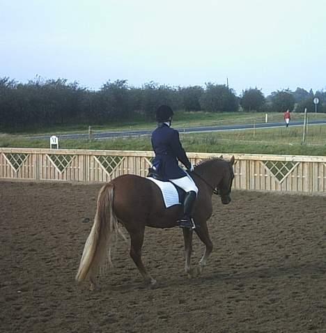 New Forest Labbenhus Peter Pan solgt billede 15