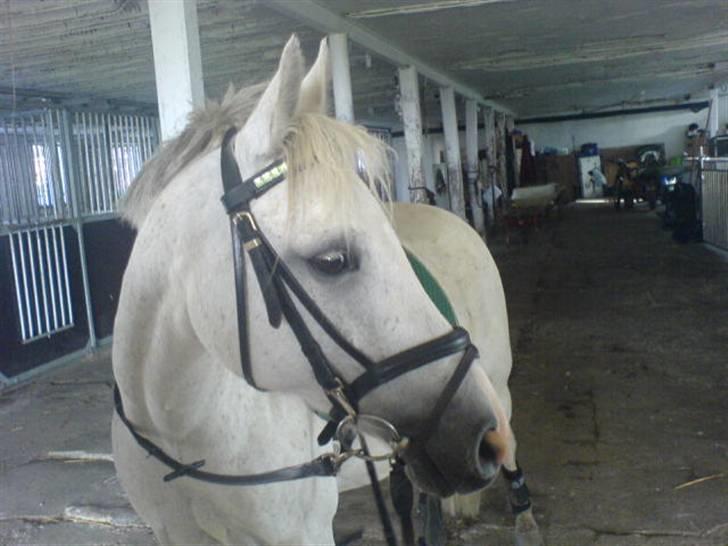 Anden særlig race Quila billede 1