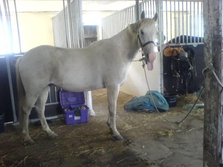 Anden særlig race Quila billede 4