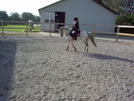 Anden særlig race Quila -  springstævne i stauslykke  billede 5